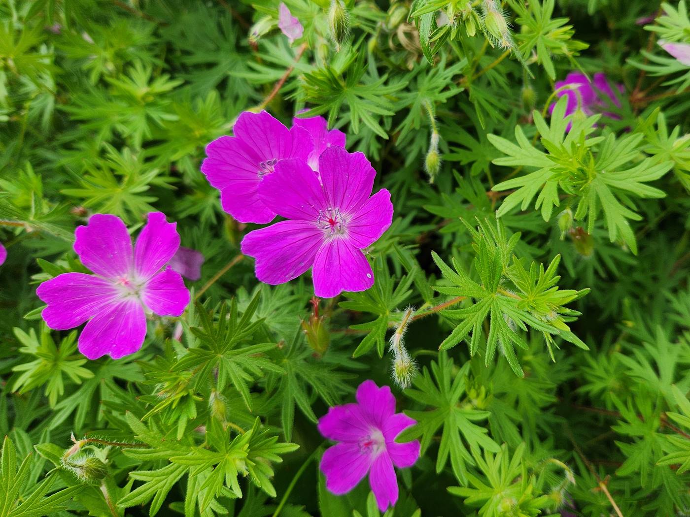 백산풍로초