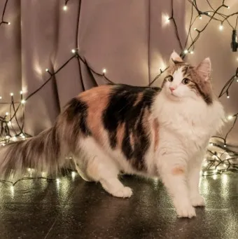 노르웨이숲 고양이 유전병 분양 털빠짐_6