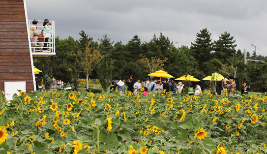 해바라기 축제