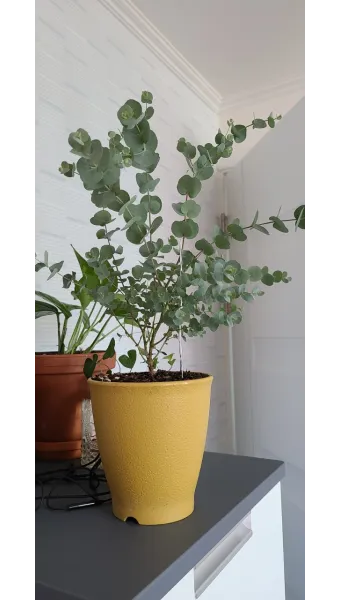 유칼립투스 물주기 향기유지 가지치기 환기관리 실내에서 키우는 요령_7