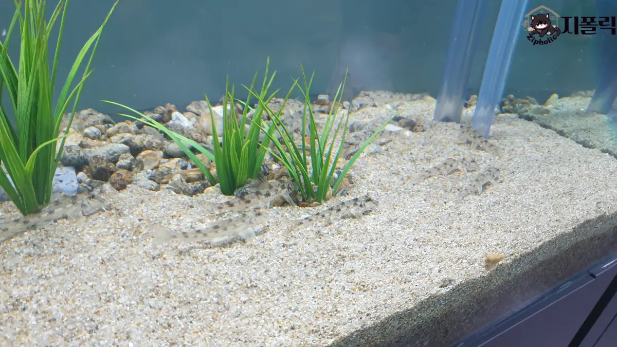 충북아쿠아리움-2층-우리민물고기-모래무지