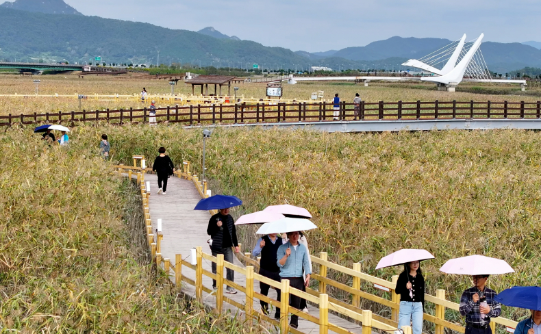 강진만 춤추는 갈대 축제장