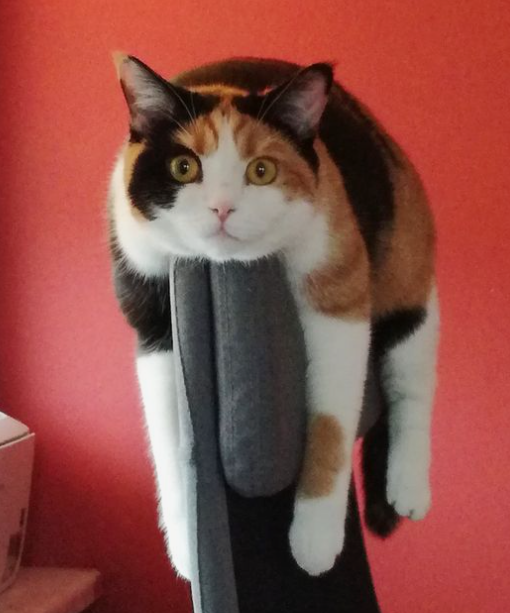 고양이 산책