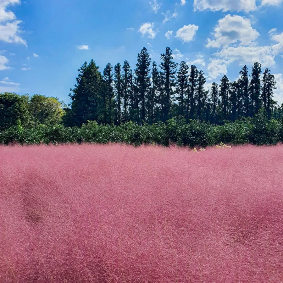 평택 바람새마을 핑크뮬리 가을 여행 인생샷 명소 추천으로 안내_5