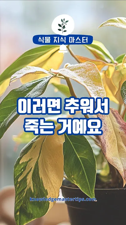 화분 잎끝마름 해결 습도관리 분무타이밍 물주기조절 실내가습 요령_2