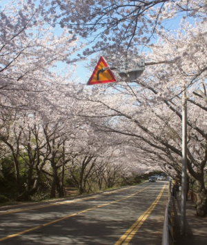 벚꽃명소