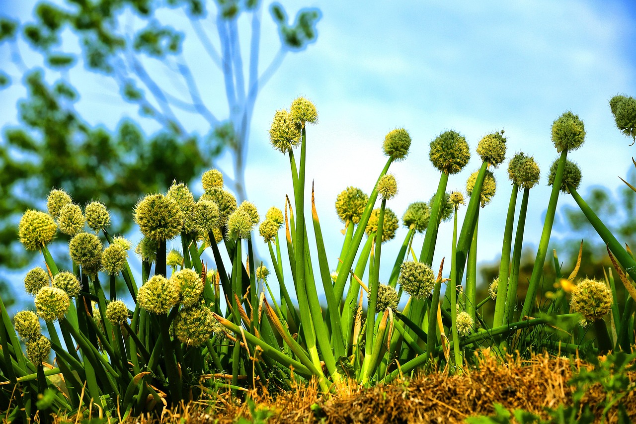 양파가 자라며 피운 하얀 꽃이 가득한 밭 풍경