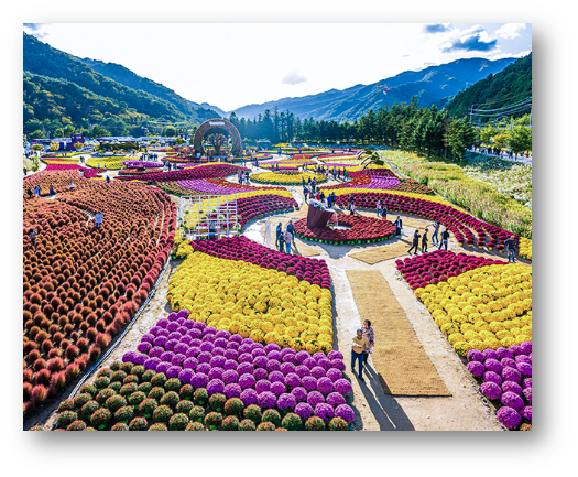 인제 가을꽃축제1