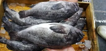 6월 제철 횟감 맛집 어디서 먹는 게 가장 맛있을까요 지역별 상세 추천_6