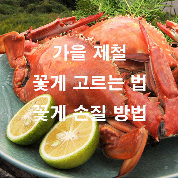 가을 제철 꽃게 고르는 법 꽃게 손질 방법