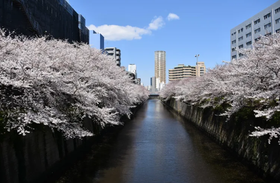 ์ผ๋ณธ ๋ฒ๊ฝ ๋ช
์