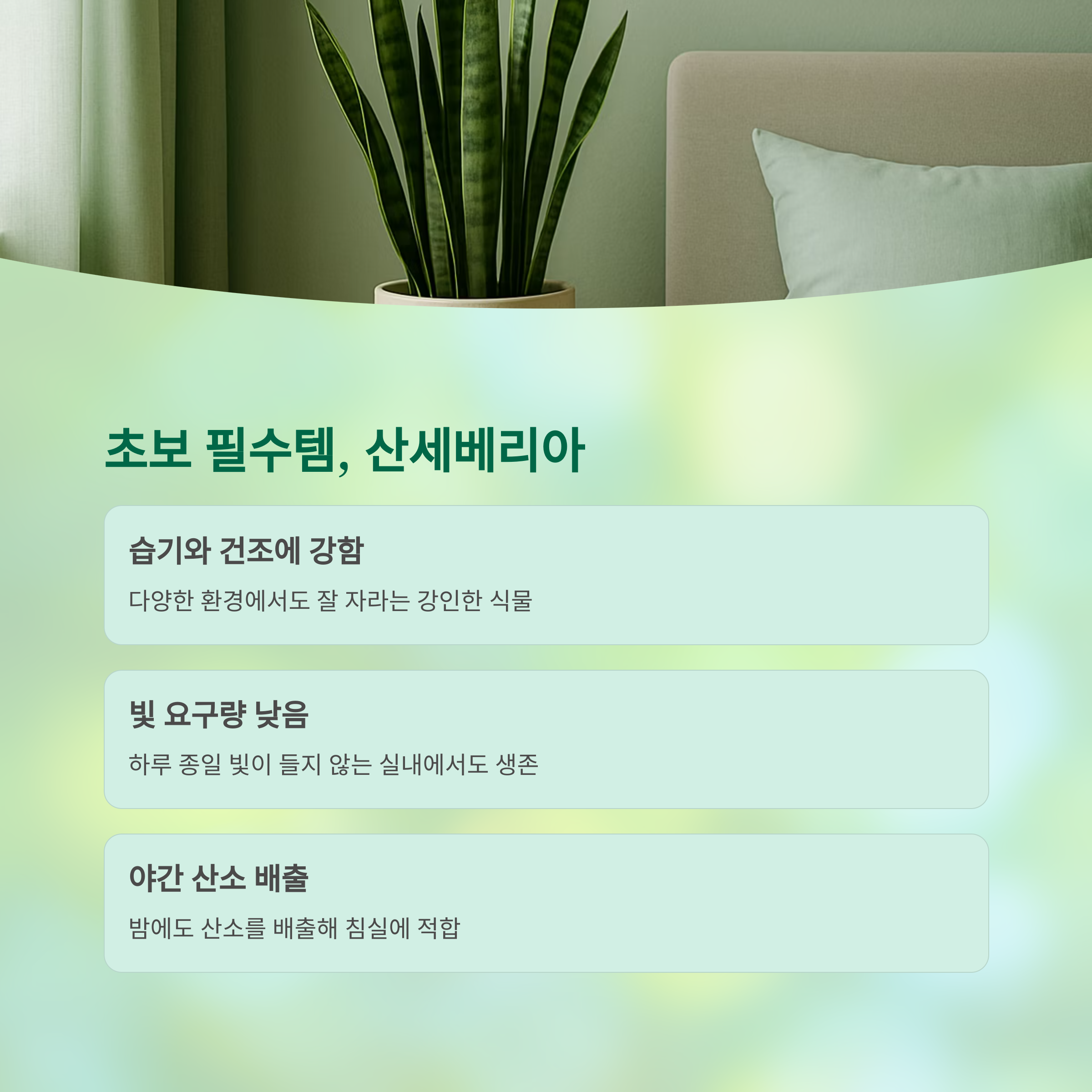 초보 필수템 산세베리아
