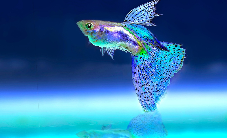 물속 생명체에 대한 두려움이 마음을 지배할 때, 이크노포비아의 원인과 극복 이야기