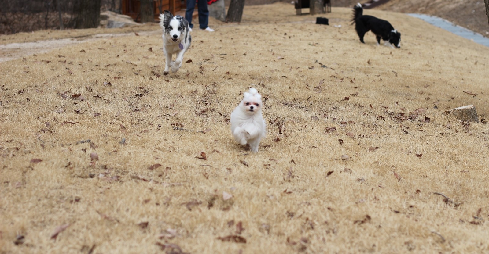 경기도 반려마루 반려견 반려묘 유기동물 입양 동주