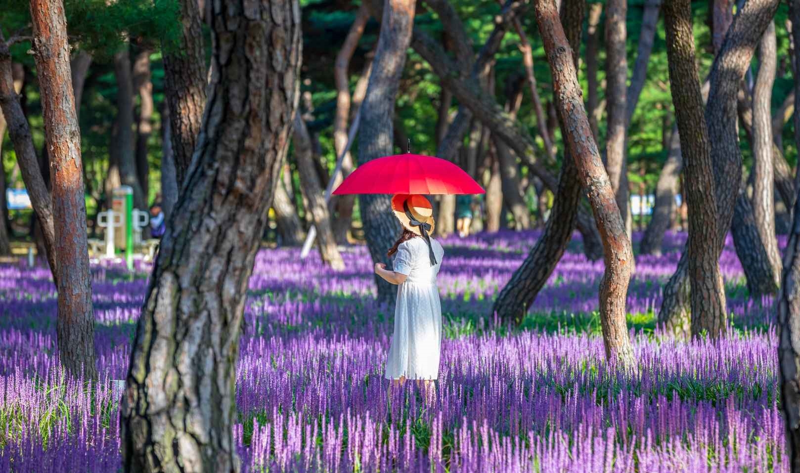 경주 황성공원 맥문동