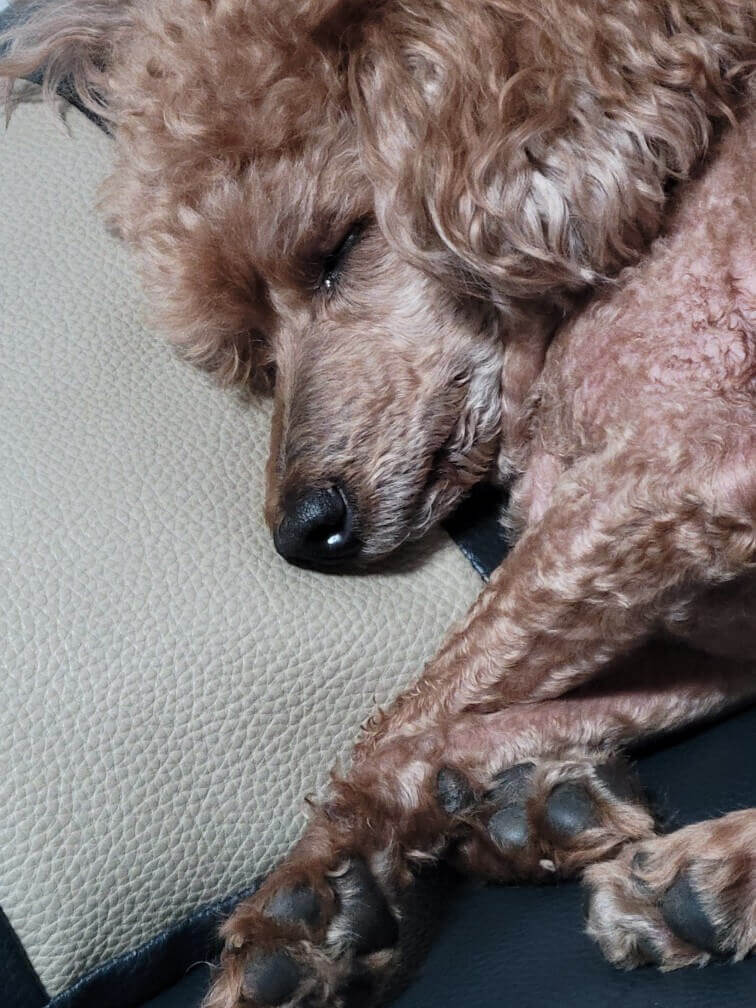 강아지-발치-후기