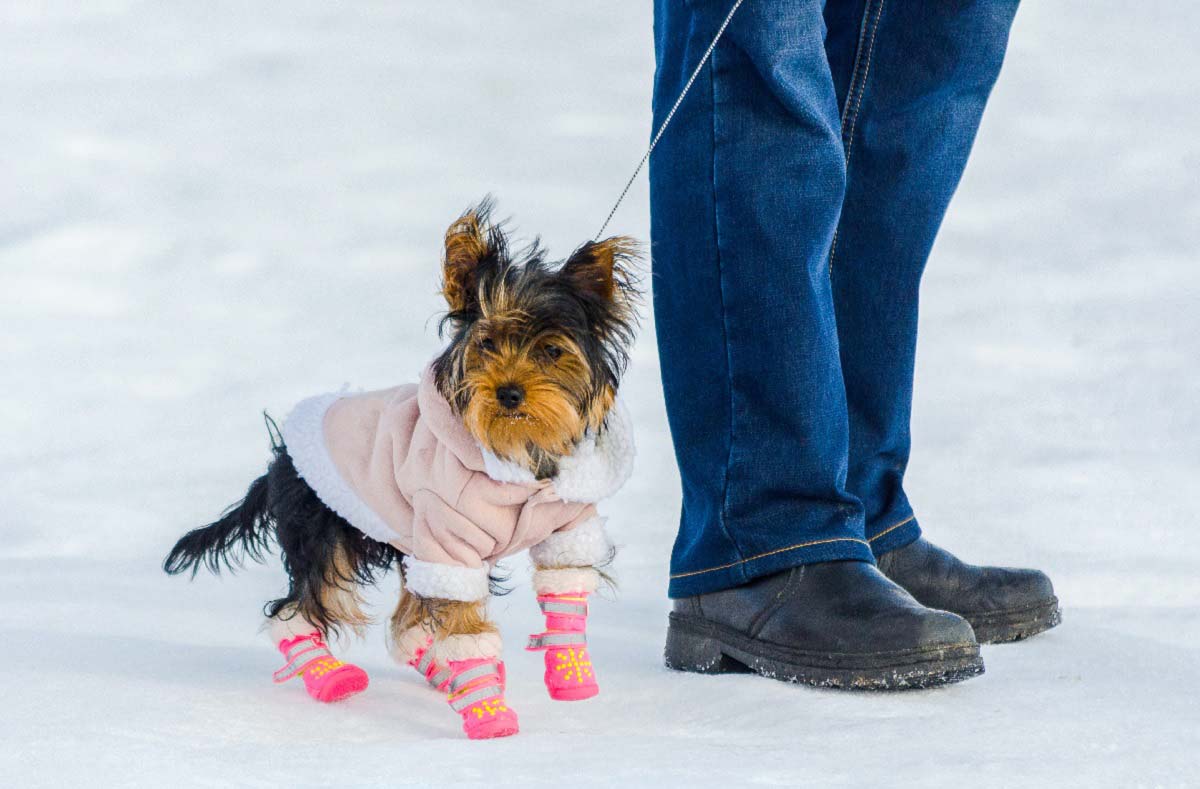 눈길에서 산책하는 강아지 모습