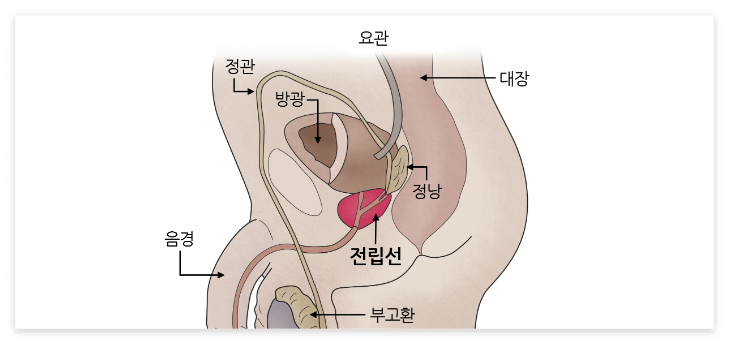 남성호르몬