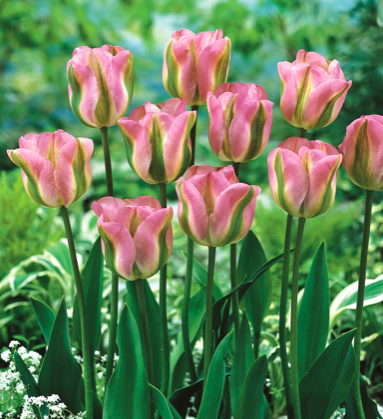 Greenland Tulip