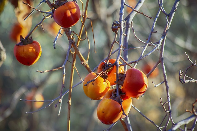 감꿈&amp;#44; 단감 꿈해몽