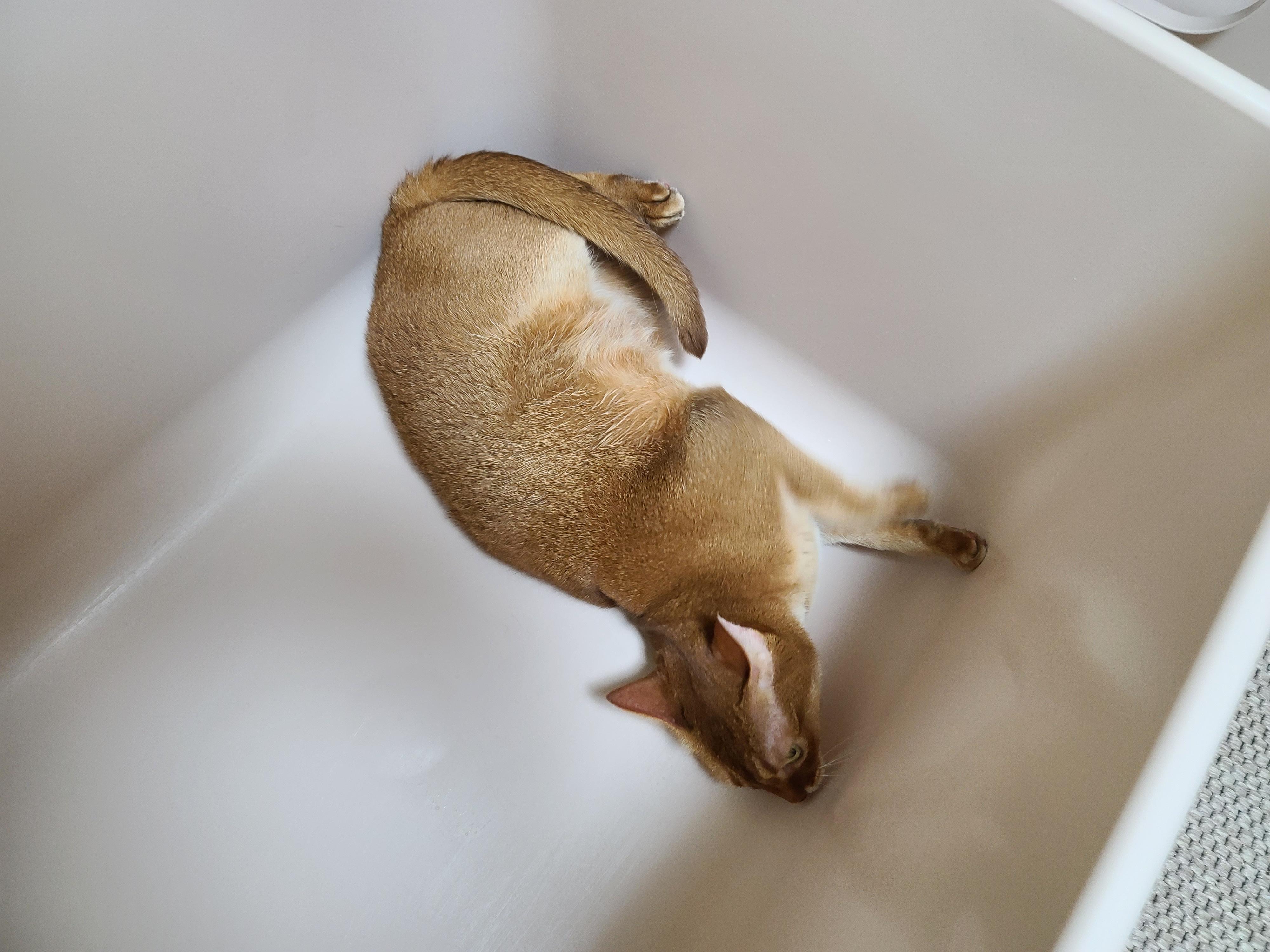 아비시니안 집지키는 고양이