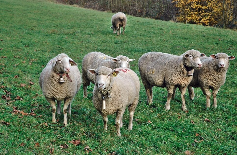 양떼목장에 양들이 모여 있는 사진