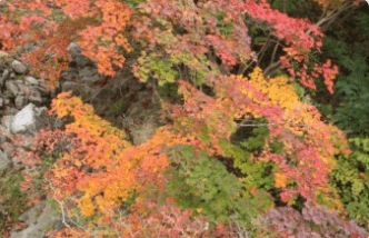 태백시 철암 단풍군락지