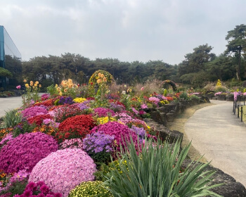 벽초지 수목원 가을꽃 국화축제_18