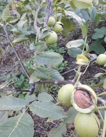 호두 재배 순 지르기 수분 수정 고온 피해 예방_4