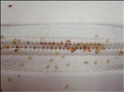 여행자 빈대 예방법