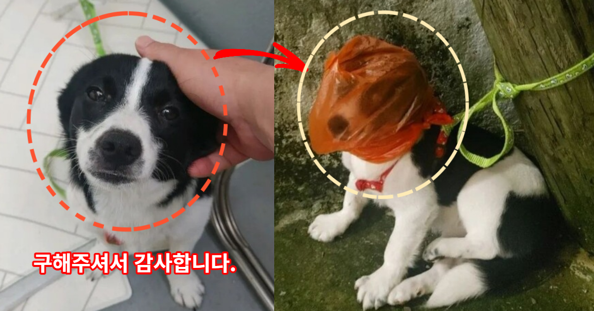 폭염 속 골목길 강아지, 기둥에 '칭칭' 결박. 그것도 모자라 머리에 봉지를 묶은, 충격적인 동물 학대가 발생하자 모두가 놀랐다.