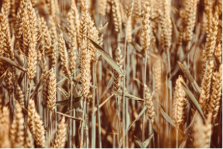 카무트 효소 내돈내산 후기