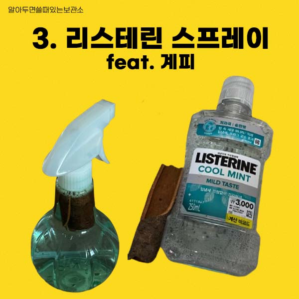 초파리 날파리 제거방법 다이소 리스테린 초파리싹