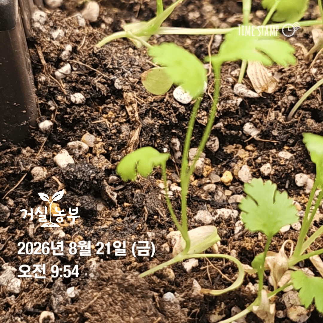 웃자라 줄기가 쓰러진 뒤 생장점 쪽 새 줄기가 위로 자라는 고수