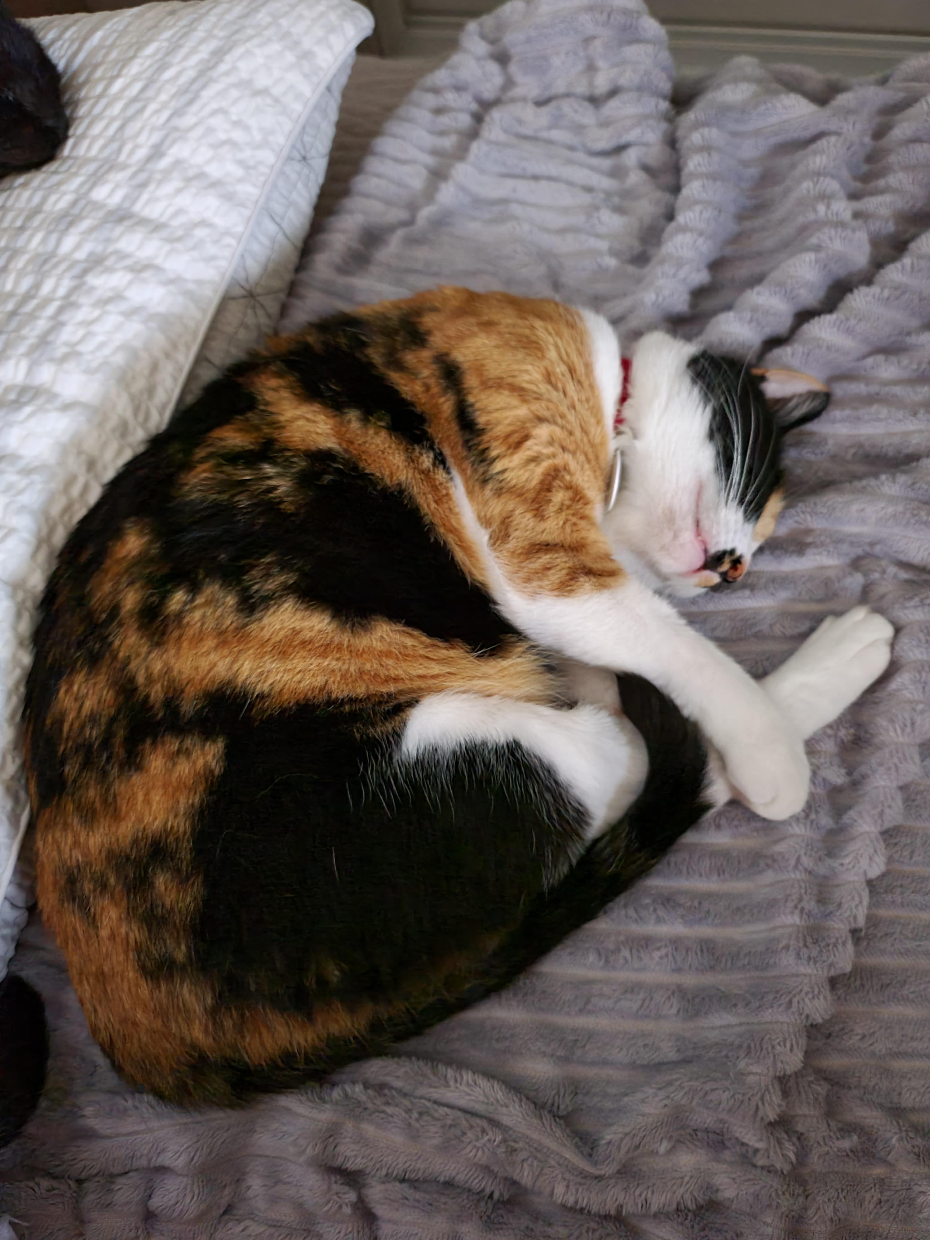 츤데레 다다. 잘때는 항상 엄마옆에 찾아오는 삼색이 고양이 다다.