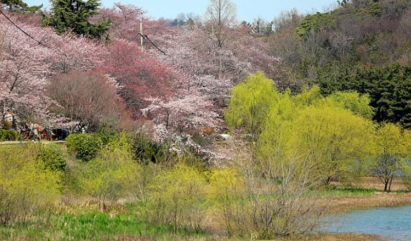 군산 선유도 공원