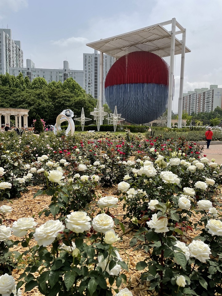하얀 장미꽃