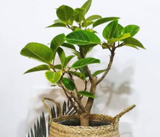 뱅갈고무나무 가지치기