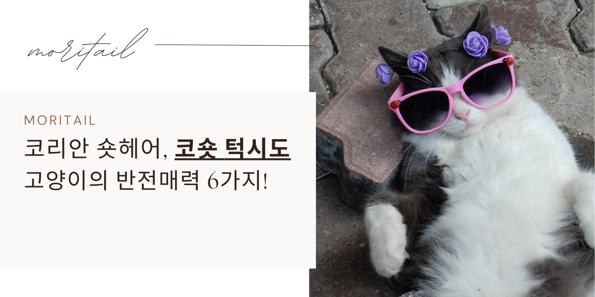 코리안 숏헤어 / 코숏 턱시도 고양이의 반전매력 6가지!