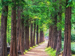 덕구온천스파리조트 아침 산책로 코스