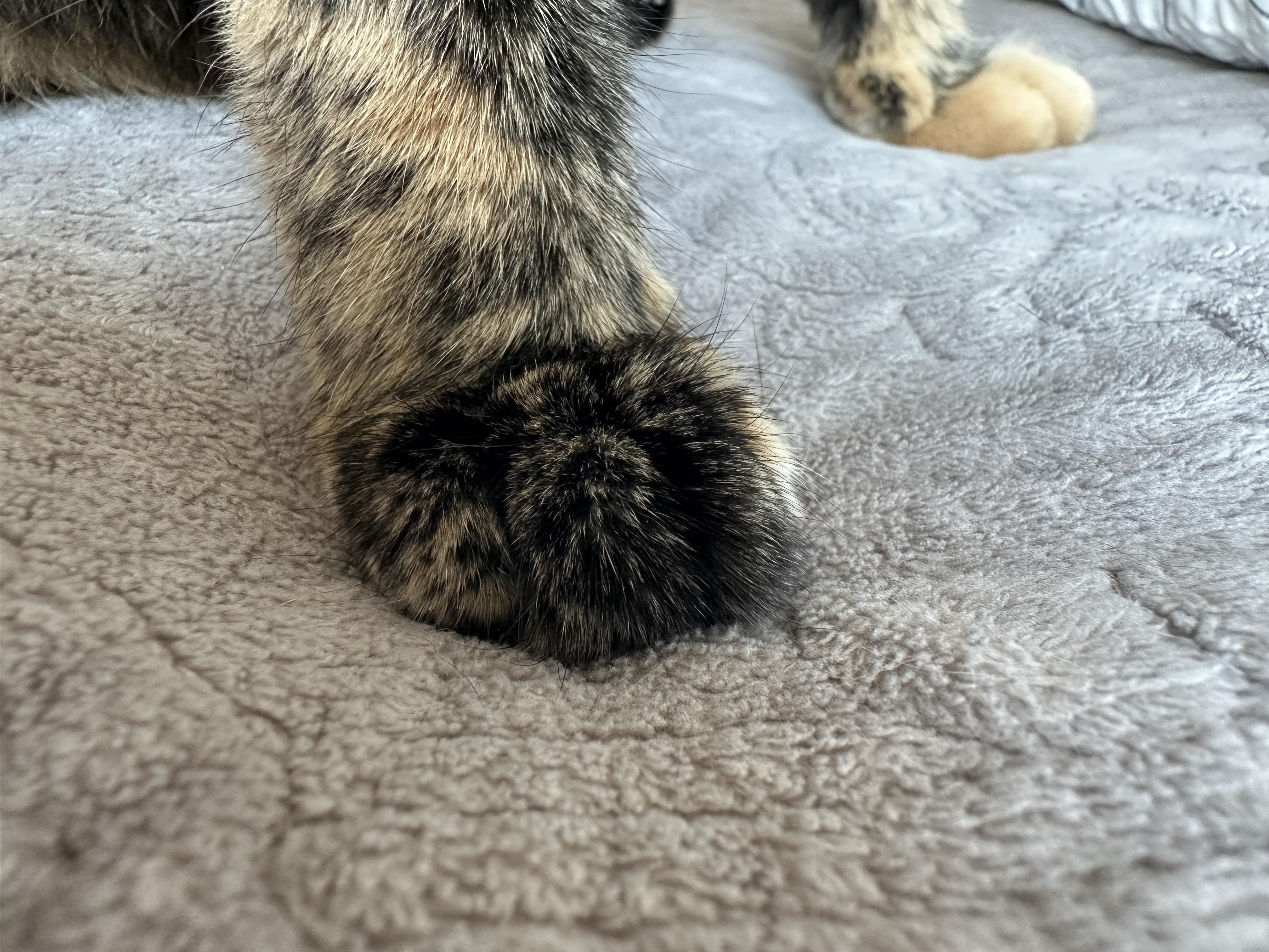 침대 위에서 찜질하는 카오스 사랑이 (feat. 자동차 엔진룸 노크, 시동 건 후 바로 출발하지 않기)