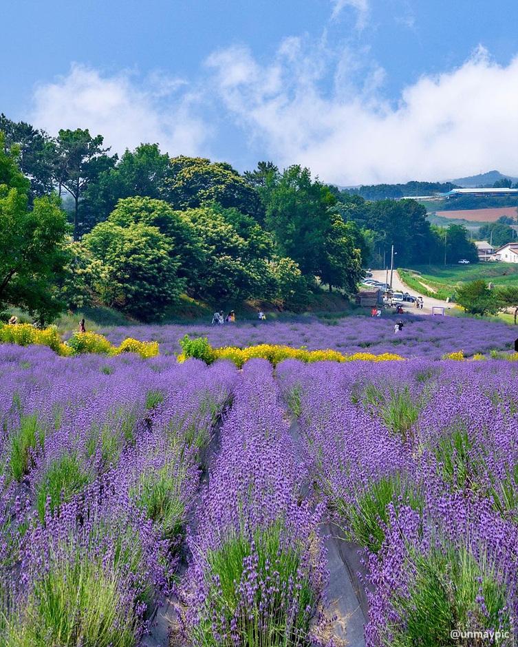 라벤더 명소 개화시기 꽃말