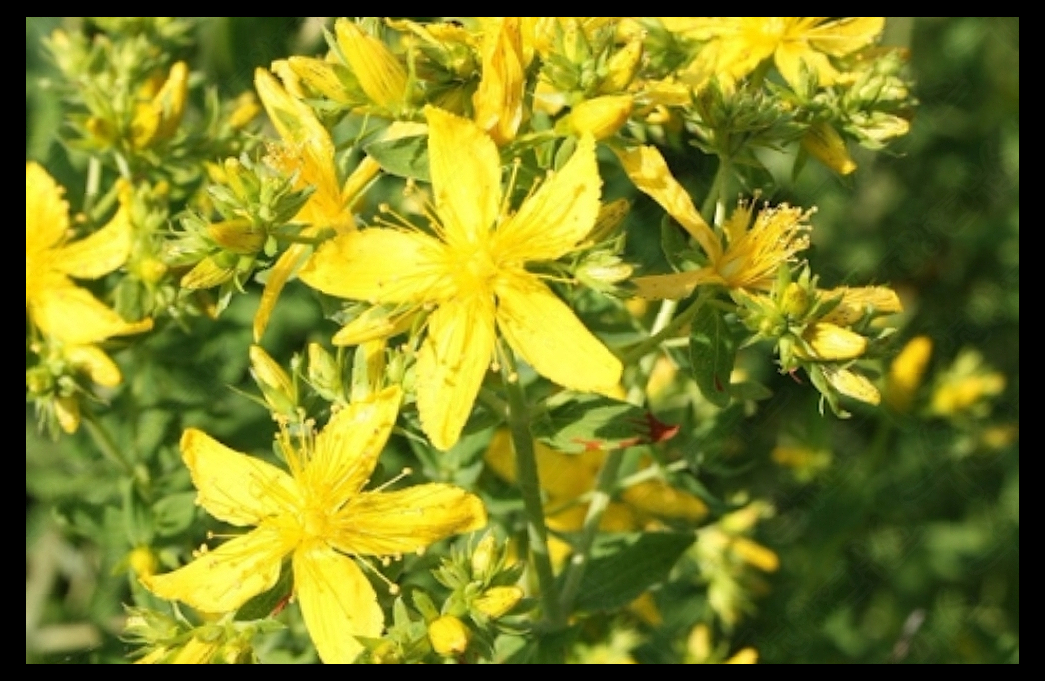 훼라민Q 효능 부작용