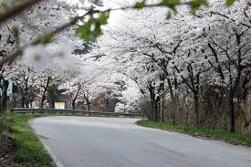 전라도 부안 개암동 벚꽃 명소 베스트 5 벚꽃시기 만개시기 드라이브 코스