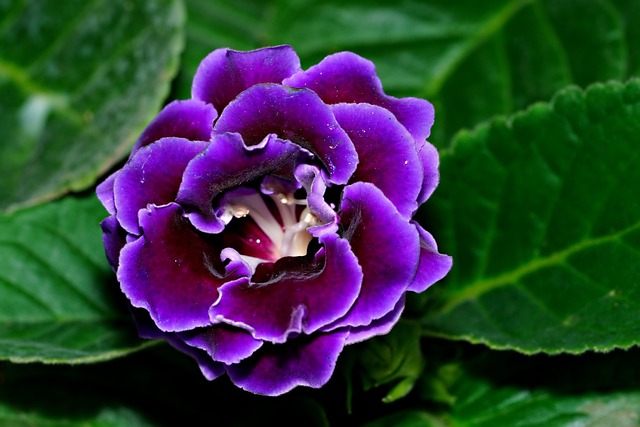 글록시니아의 질감, 인테리어 효과, 관리 요령