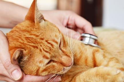 청진기에 맞는 고양이.