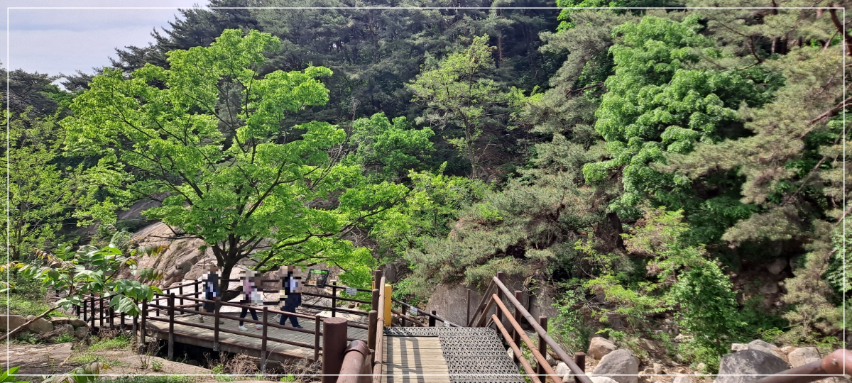 둘레길-나무-계단