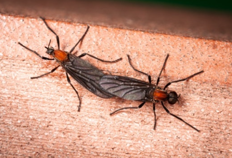 러브버그-붉은등우단털파리-퇴치방법