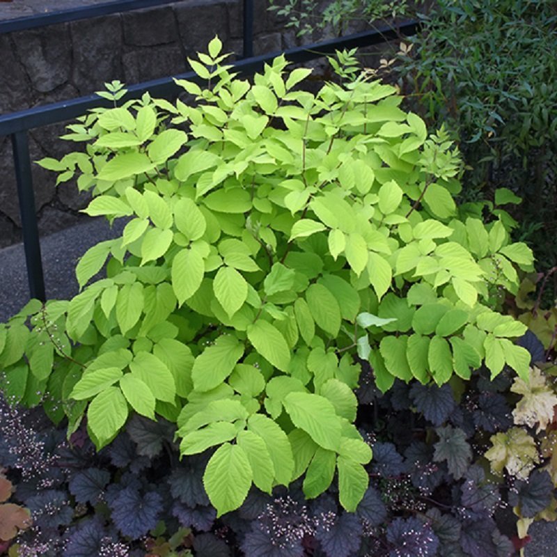 먹을 수 있는 줄 몰랐던 희귀한 식용 식물