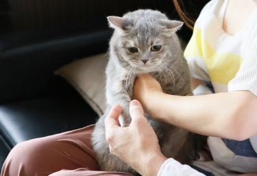 안기는 발톱이 검을지도 모르는 회색 고양이.